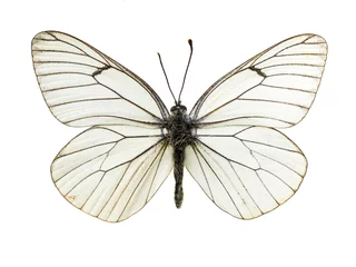 Crédence de cuisine en verre imprimé Papillon real colorful butterfly isolated in white background