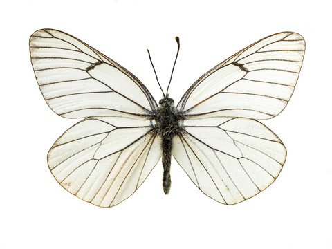 real colorful butterfly isolated in white background
