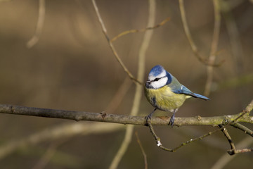 Blue Tit  (Parus caeruleus)