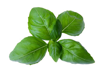 Fresh basil isolated on white background