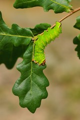 Fototapeta premium Polyphemus Moth (Antheraea polyphemus), caterpillar