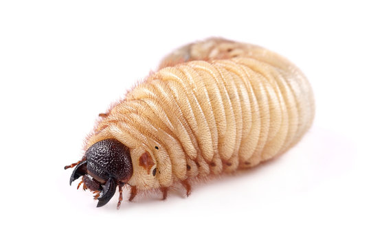 Rhinoceros beetle (Xylotrupes gideon), larva on white background