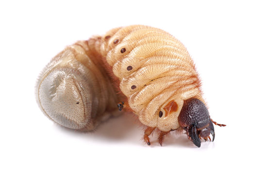 Rhinoceros beetle (Xylotrupes gideon), larva on white background