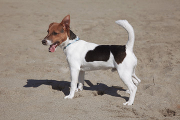 Jack russel on the beach