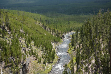 Gibbons river in Yellowstone