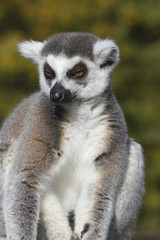Naklejka na ściany i meble Lemur katta (Lemur catta)