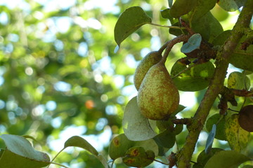 Birnen am Baum