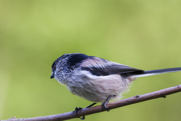 Long Tailed Tit   (Aegithalos caudatus)