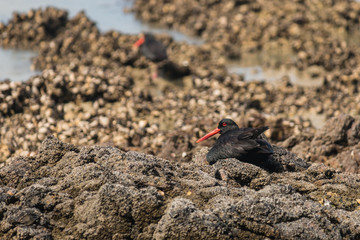 variable oystercatcher resting on volcanic rocks