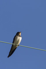 Swallow