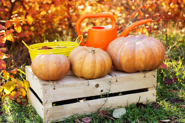 Autumn harvest of pumpkins. halloween decoration