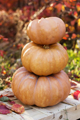 Autumn harvest of pumpkins. halloween decoration