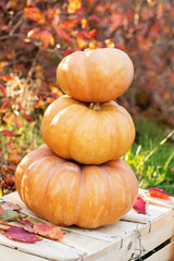 Autumn harvest of pumpkins. halloween decoration