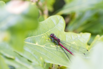 Red damselfly