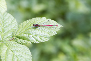 Red damselfly