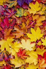 Beautiful sunlight in the autumn forest