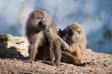 Baboon grooming