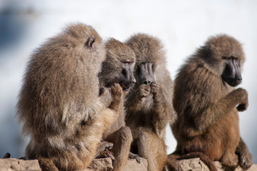 gossip monkey
