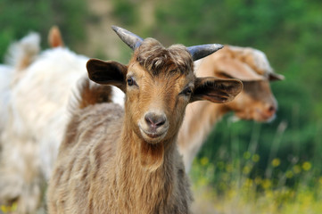 Brown goat - Powered by Adobe