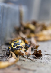 Feuersalamander im Herbst