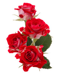 Red rose flower bouquet isolated on white background cutout