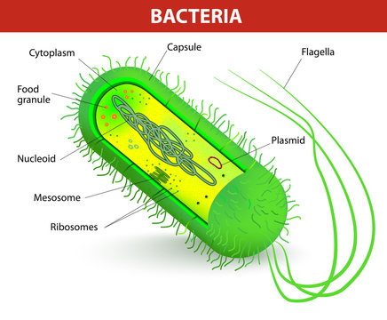 Bacteria cell structure