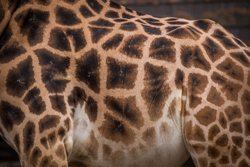 giraffes detail