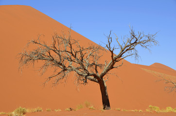 Fototapeta na wymiar Namibia - fascynacja Pustynia Sossusvlei
