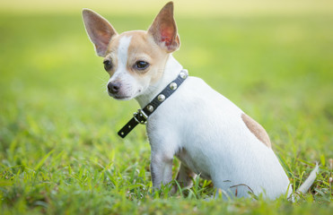Small chihuahua dog sitting on  green grass