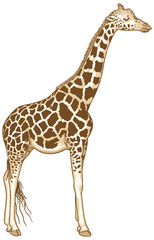Naklejka premium Isolated Giraffe Vector Illustration