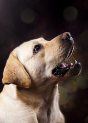 Labrador Retriever dog