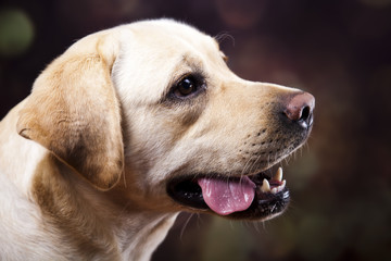 Labrador Retriever 