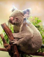 Baby Koala bear
