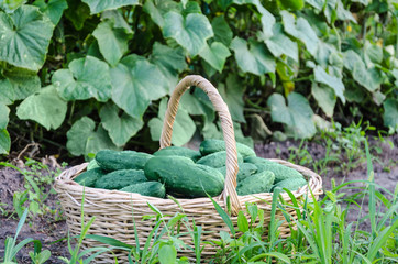 Basket with cucumbers on the grass