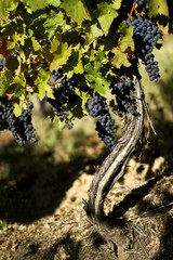 Vine plant - vineyards on Vodno mountain