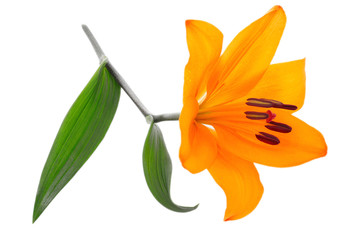 Orange Lilie