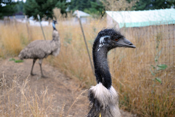 Obraz premium Emu Farm