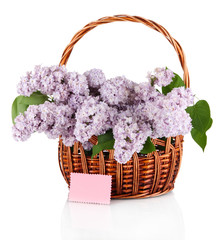 Fototapeta na wymiar Beautiful lilac flowers isolated on white