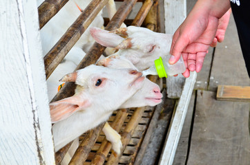 Feed the hungry goat with milk