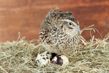 Young quail with eggs on straw on wooden background