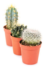 Collection of cactuses, isolated on white