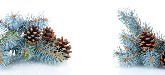 Fototapeta na wymiar Beautiful pine cones isolated on white