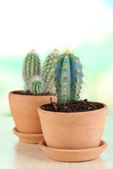 Beautiful cactuses in flowerpot on wooden table