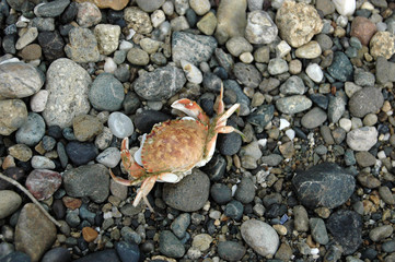 Dungeness crab shell