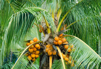 orange color fresh coconut fruit on tree