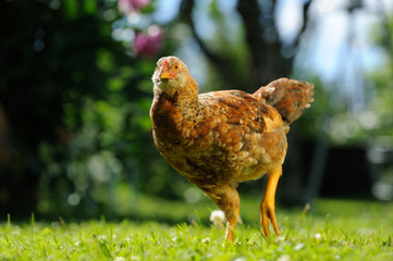 Mottled Chicken Walking in the Yard