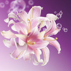 The beautiful  pink lily. Flower card