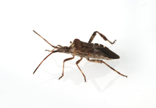 Amerikanische, Zapfenwanze, Leptoglossus, occidentalis,