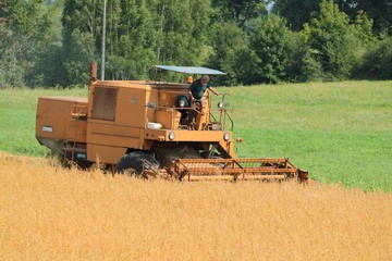 Fototapeta premium Combine harvesting wheat
