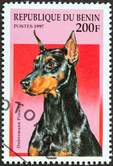 Dobermann pinscher (Benin 1997)